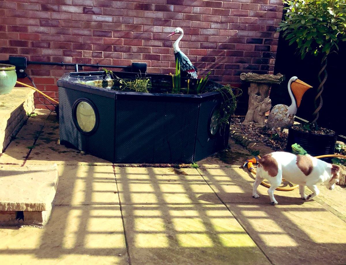 PussPussTopCat's tweet photo. Supervised Mummy while she changed the filters on the fishy pond ... #pondsupervisor #niceandclean #happyfishies https://t.co/IH6QbgvrHU