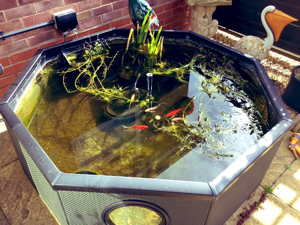 PussPussTopCat's tweet photo. Supervised Mummy while she changed the filters on the fishy pond ... #pondsupervisor #niceandclean #happyfishies https://t.co/IH6QbgvrHU