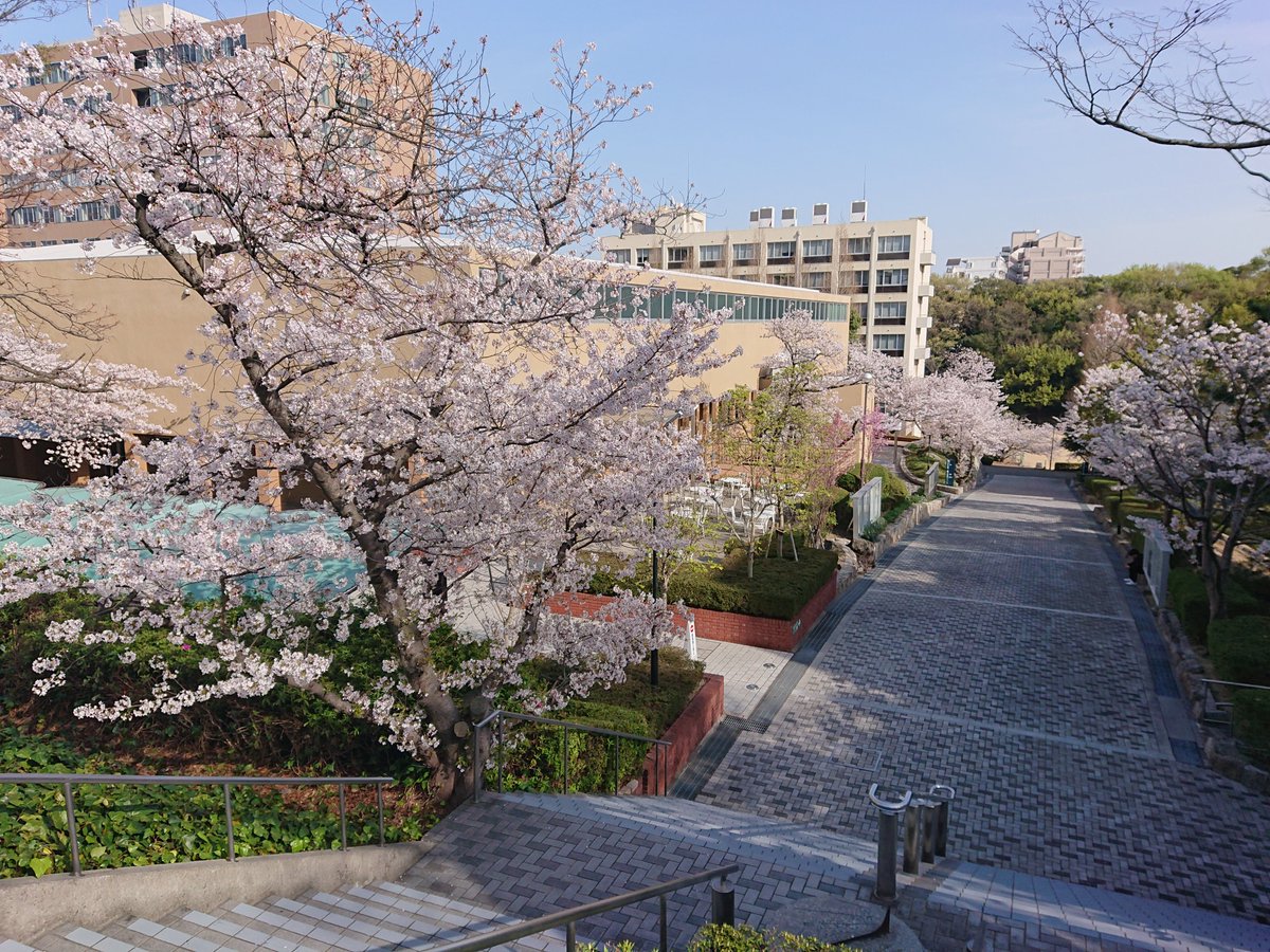 神戸学院大学人文学部 على تويتر 有瀬キャンパスでは桜が満開で 新入生の皆さんを歓迎する用意が整っています ようこそ神戸学院大学へ 春から神戸学院大学 人文学部