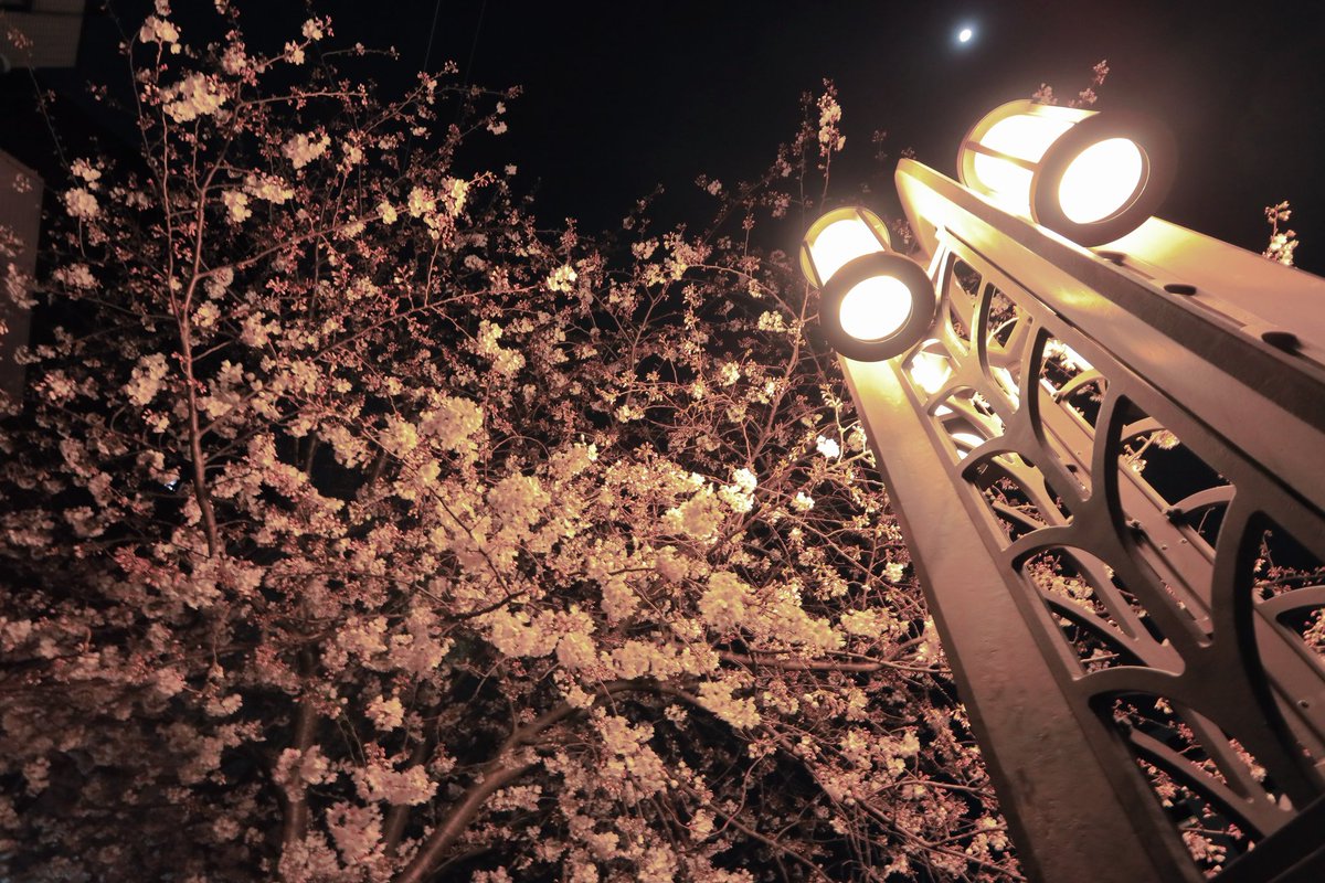 perry0103's tweet photo. 去年は行けなかった夜桜を、仕事帰りに少しだけ。
機材/Canon EOS R
レンズ/EF17-40 F4
#EOSR
#大岡川
#横浜夜景
#黄金橋
#夜桜
#夜景
#写真好きな人と繫がりたい https://t.co/TmOSsxFjuY