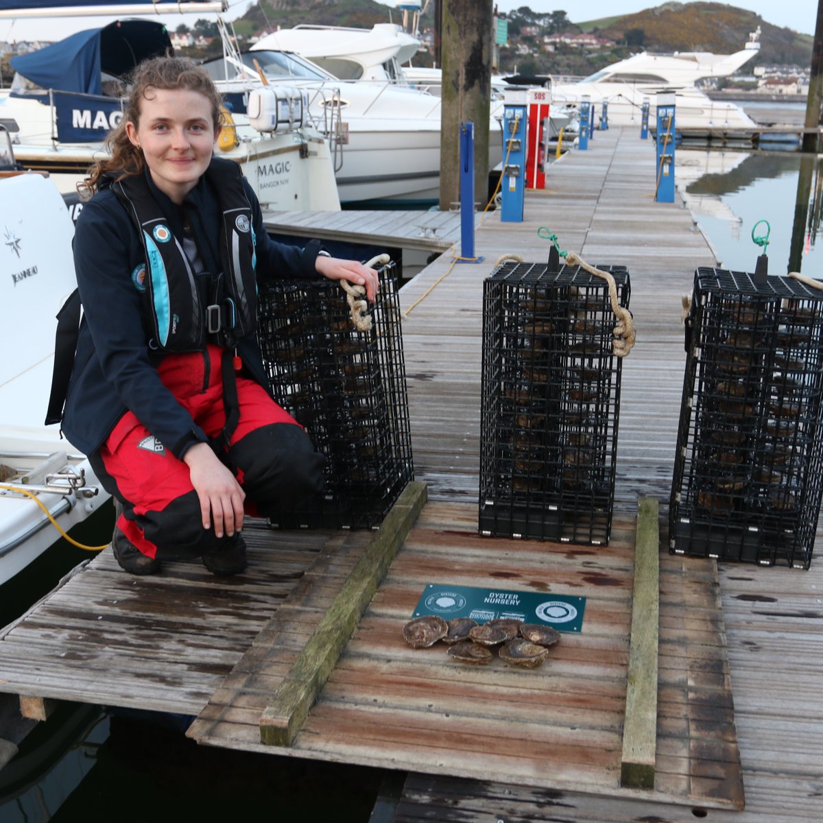 Exciting news! 🥳 A further 1,296  oysters are now safely in our Welsh nurseries at our #WildOysters #ConwyBay restoration hub. These oysters will release over 3 billion #NativeOyster larvae into the surrounding coastal waters across the 3 years of the project 🌊 #SeedTheSeas