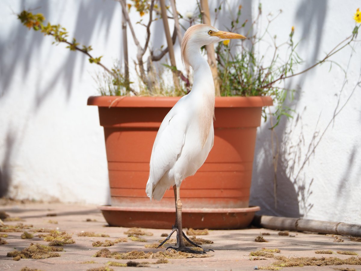 #GarcetaGrande #GarzaBlanca #GreatEgret #ArdeaAlba #pájaros #bids #birdsphotography #fotografía #photography #colorphotography