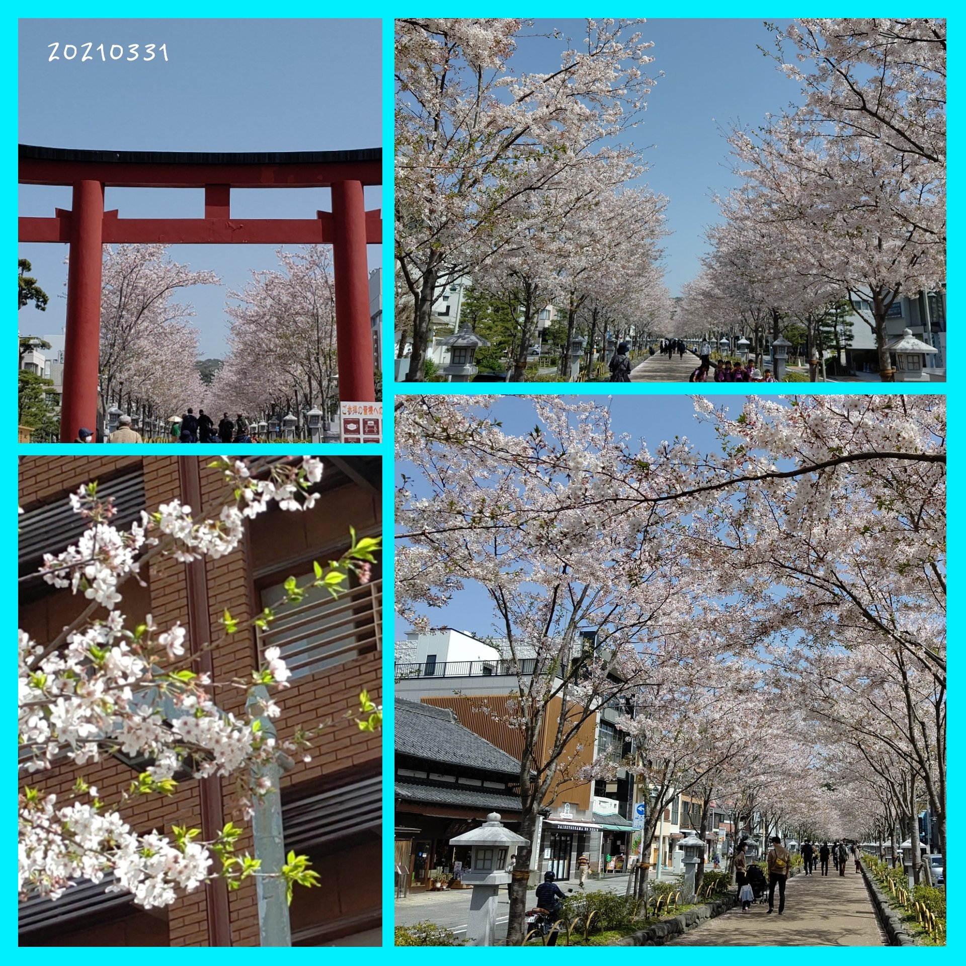 しまむ 鎌倉の桜 満開は過ぎたもののまだまだ楽しめます 段葛の桜並木 源氏山公園 葛原岡神社の桜 ハラハラと舞い散る花弁を楽しみながら 素敵な桜散歩が出来ました 鎌倉 段葛 源氏山公園 桜 T Co Bryajqbnkc Twitter