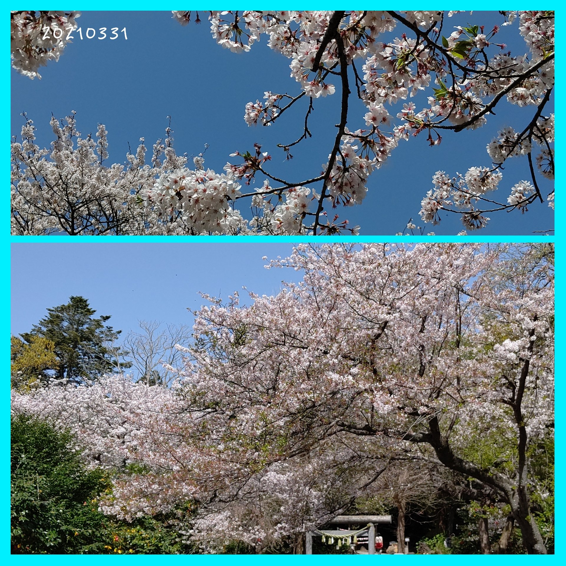しまむ 鎌倉の桜 満開は過ぎたもののまだまだ楽しめます 段葛の桜並木 源氏山公園 葛原岡神社の桜 ハラハラと舞い散る花弁を楽しみながら 素敵な桜散歩が出来ました 鎌倉 段葛 源氏山公園 桜 T Co Bryajqbnkc Twitter