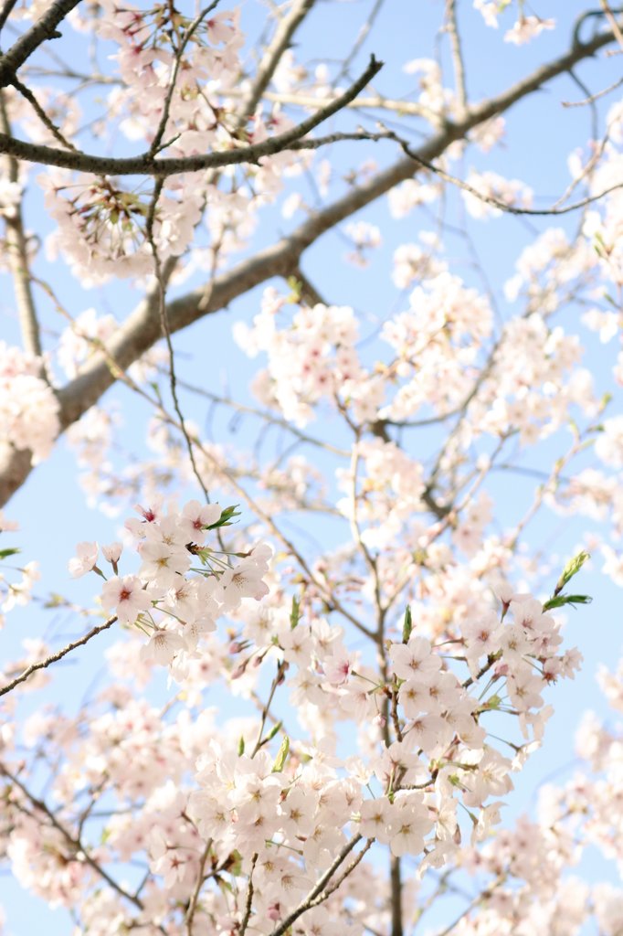 ちゃま W ホリミヤ最高 写真 写真好きな人と繫がりたい 壁紙配布 桜 桜満開 春 桜の壁紙です º º 自由に使ってください ヘッダーでも大丈夫です B W B