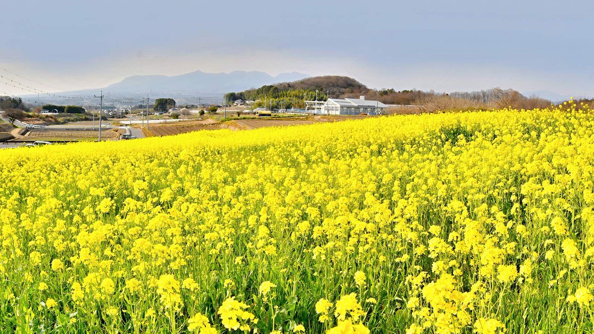 no0point's tweet photo. ✨鹿田山フットパスの菜の花畑✨

※昨日の、岩宿の里カタクリ群生地の近くです。

#群馬県 #みどり市 #菜の花 #花 #flower #キリトリセカイ #Photography #風景写真 #ファインダー越しの私の世界 #写真の奏でる私の世界 #写真好きな人と繋がりたい #TLを花でいっぱいにしよう #鹿田山フットパス https://t.co/DZHNq0YiBe