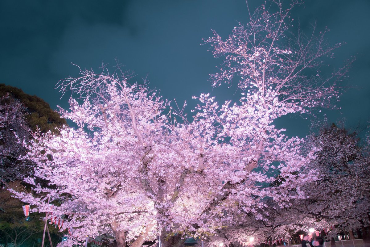 おしゃれに旅する コンサイス على تويتر しまった 桜綺麗な3月だったな とか考えてたら 明日エイプリルフールなのを忘れてました ネタが とりあえず桜で 企業公式春のフォロー祭り 桜