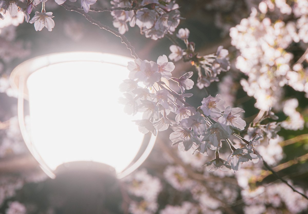 おしゃれに旅する コンサイス على تويتر しまった 桜綺麗な3月だったな とか考えてたら 明日エイプリルフールなのを忘れてました ネタが とりあえず桜で 企業公式春のフォロー祭り 桜