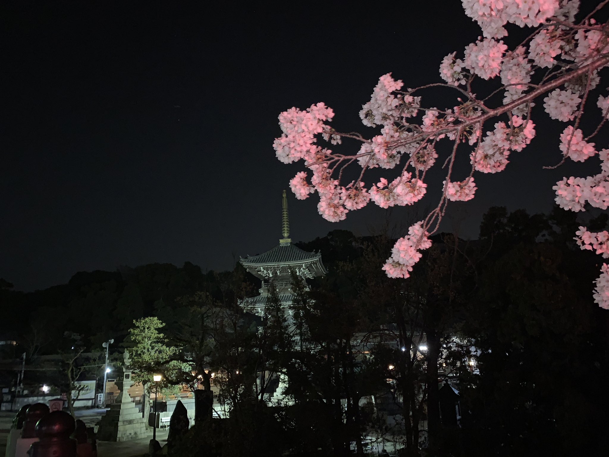 All Cherry Blossoms⭐️新品6枚set⭐️桜並木&旧春爛漫 Katsuhiko on X: 