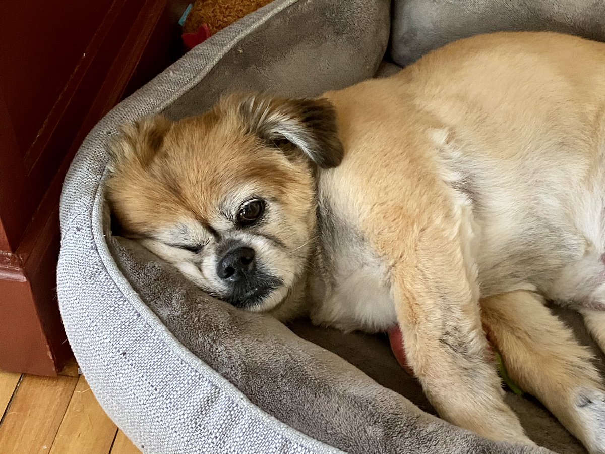 Lil’Roco tweet media