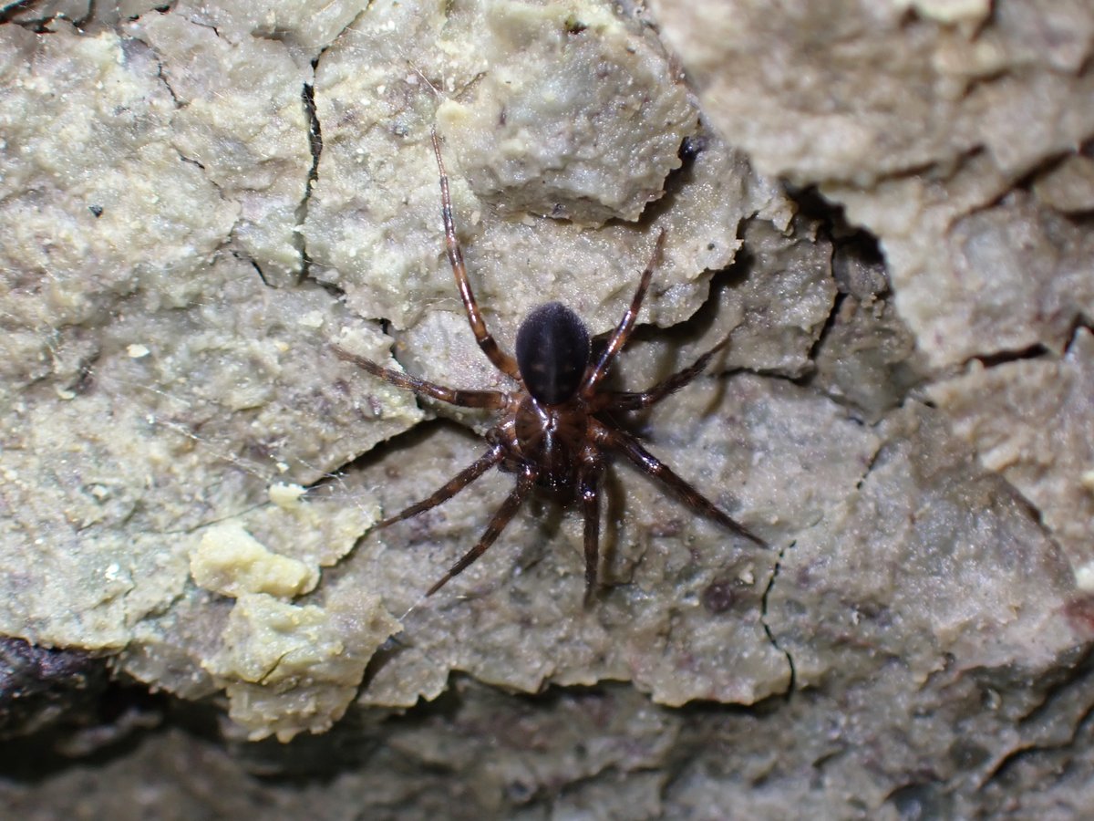 あまいろ 栗子隧道の生き物たち クリコホラヒメグモ幼体 ヒメバチ類 キリガ類 そしてキノコの何か 同定力が無いのでよく分かりませんが楽しかったです 教えて詳しい人