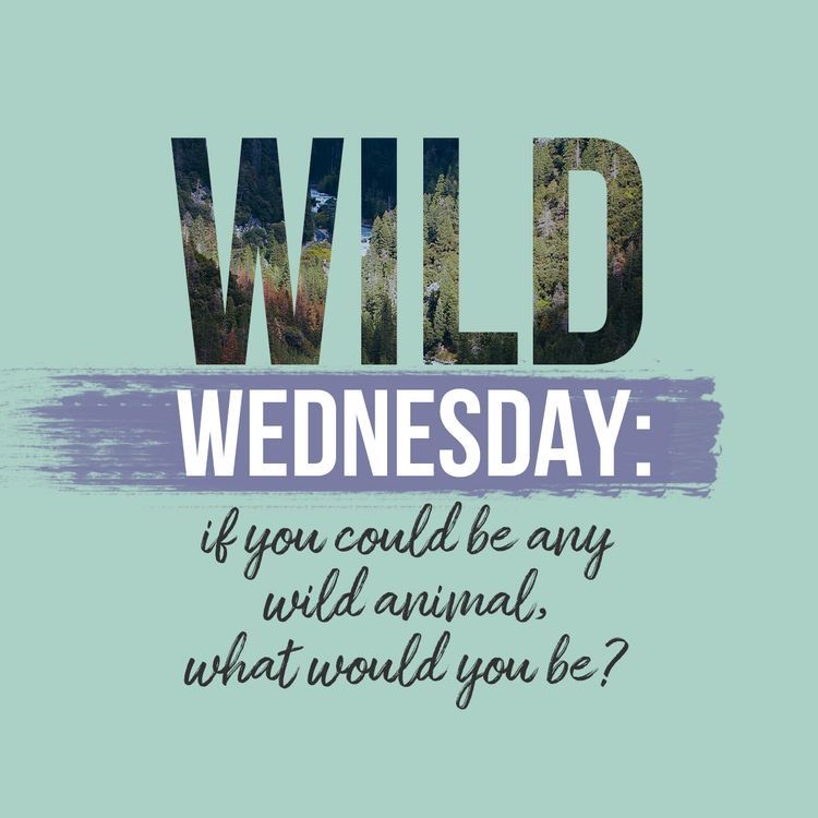 LulahBlu's tweet photo. 🐘🐼What animal would you be? 🐒🐆 https://t.co/1q4eABCVoY