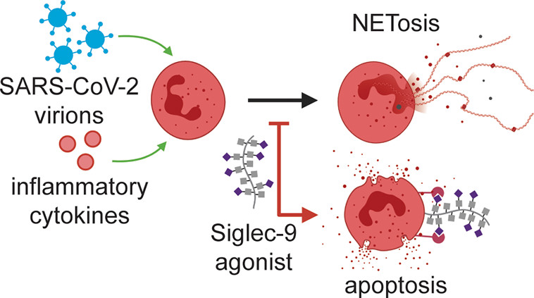 Check out #ASAP by @CarolynBertozzi & team @StanfordUChem @StanfordMed Synthetic siglec-9 agonists inhibit neutrophil activation associated with #COVID19: bit.ly/2QCaA4l