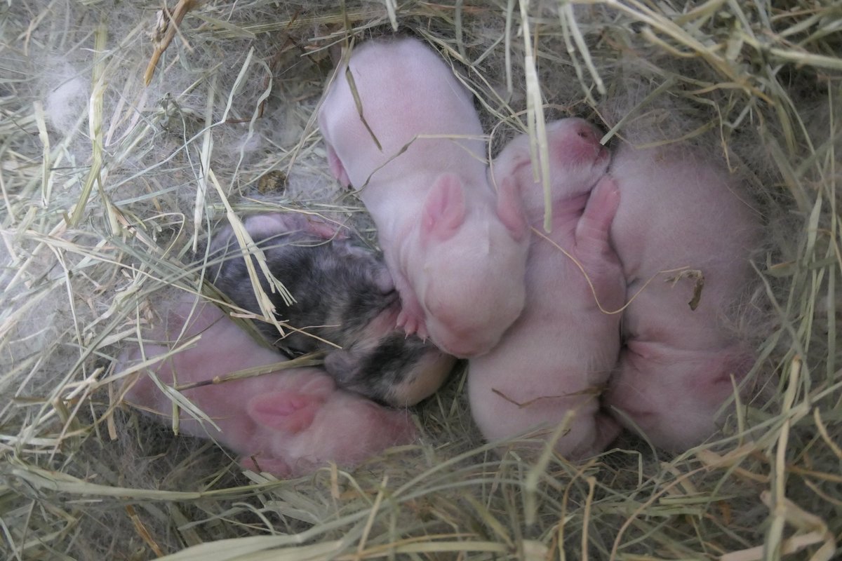 Ten 酸素室の アルネブちゃん 今回は通院なしで 画像動画診察 くしゃみと鼻水減少 呼吸も落ち着いてます 様子見ながら濃度加減 へやんぽも短時間 数回にして楽しんでるよ アルネブベビー はすくすく育ってます 酸素室 保育器みたいなものか