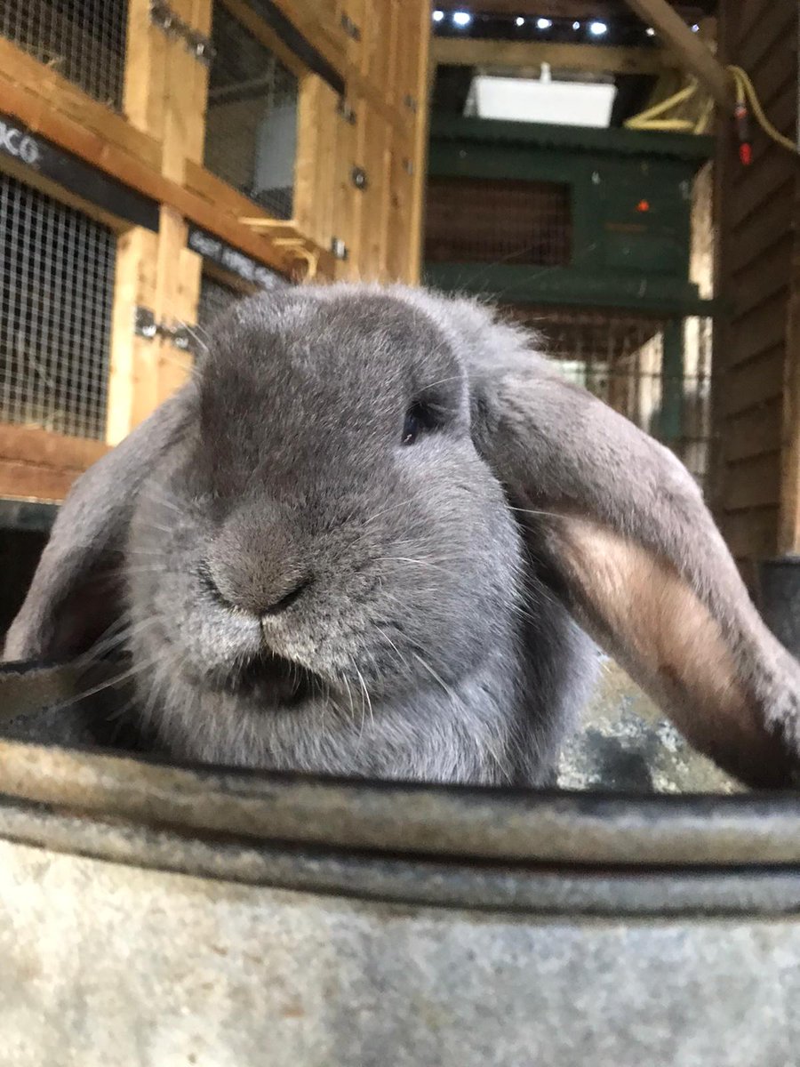 dierenweide's tweet photo. Nieuw huisje gezocht voor dit konijn!
Omdat deze dame erg dominant is en één van onze andere konijnen aanvalt en verwond, moet ze verhuizen.
Wie o wie heeft er ruimte voor deze 6 kg zware dame van bijna 2 jaar oud?

#Verpleeghuis
#Dierenweide
#Amersfoort https://t.co/e6Cc8vbOmE