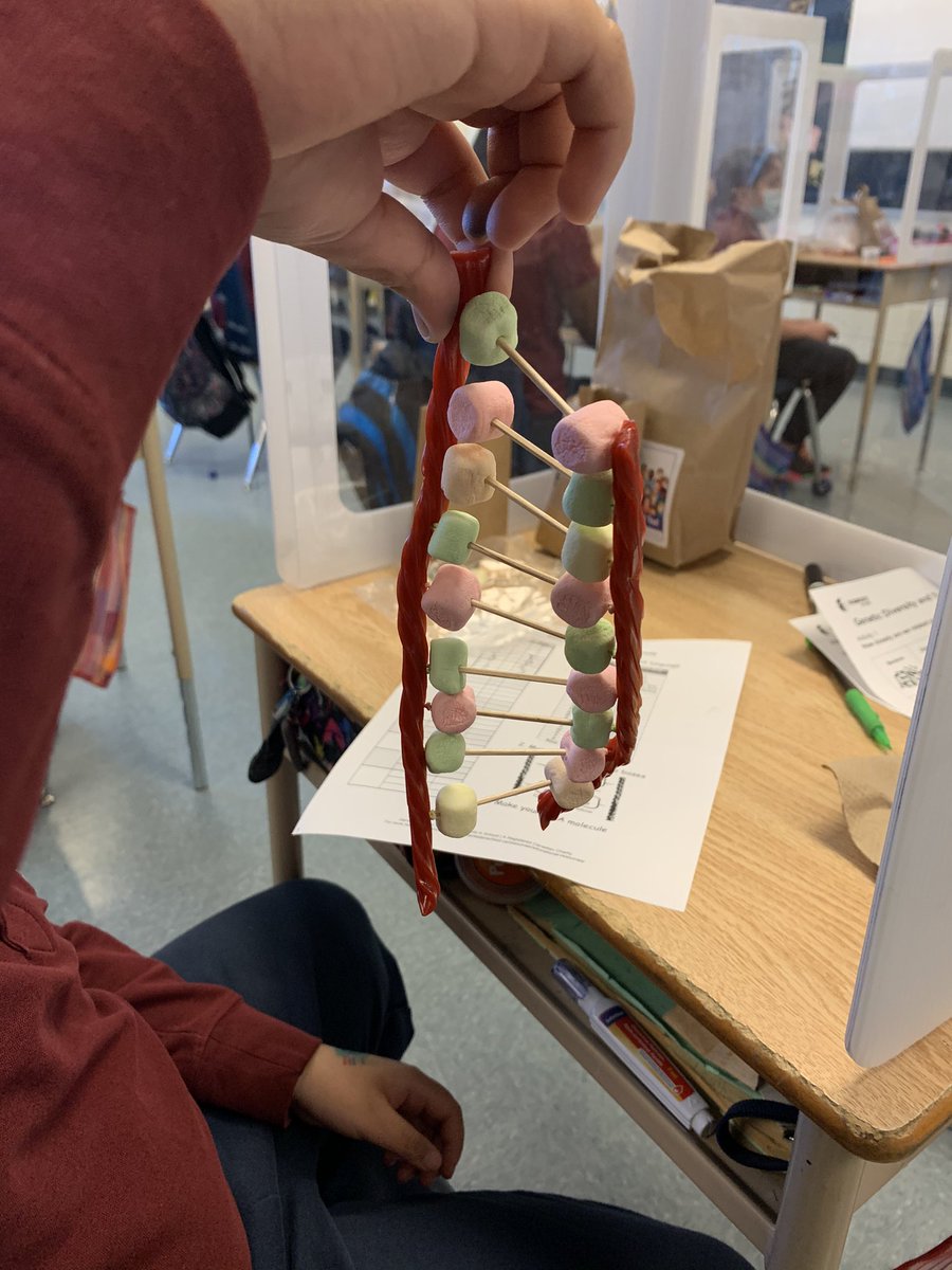 MsFigliomeni's tweet photo. Thank you @Sci_in_School for teaching us about Genetic Diversity! @holychildtcdsb @TCDSB #science https://t.co/4UoSqgdAgK