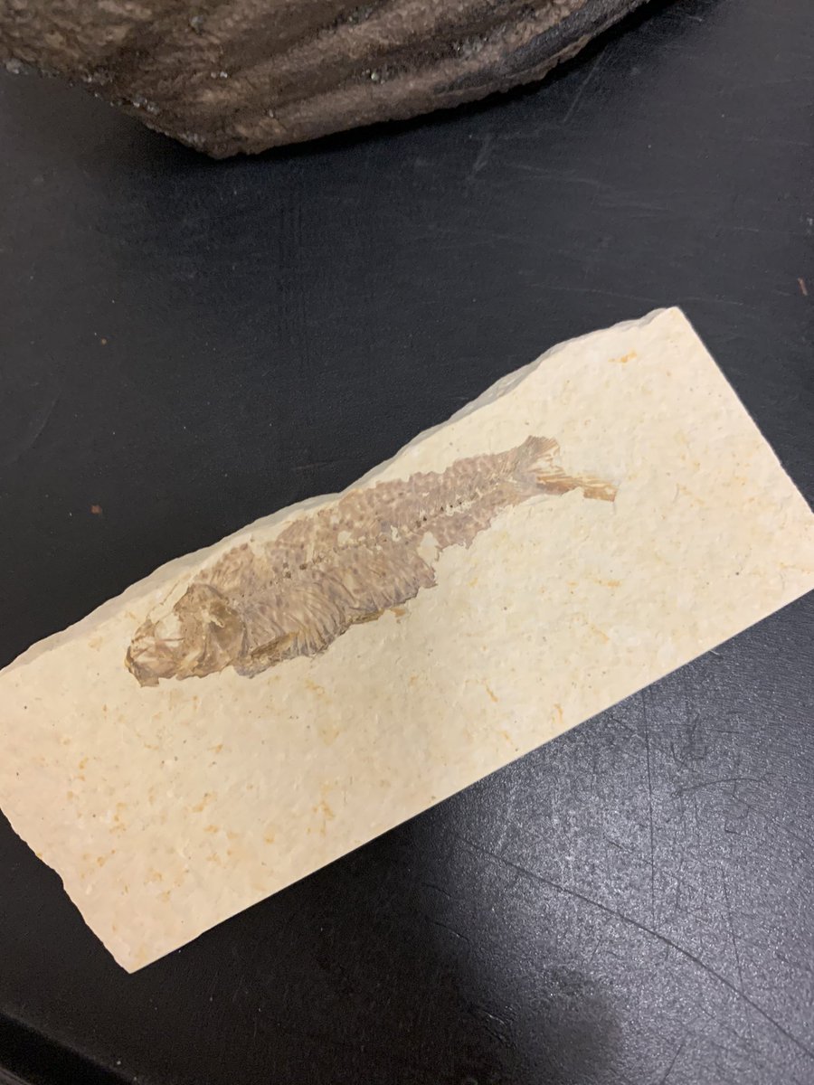 MrsSerena1's tweet photo. My @IMS_Indians are learning about fossils and the theory of evolution! What better way to learn about fossils than to see some real ones? @CollierScience @collierschools https://t.co/WmD6l60UOu