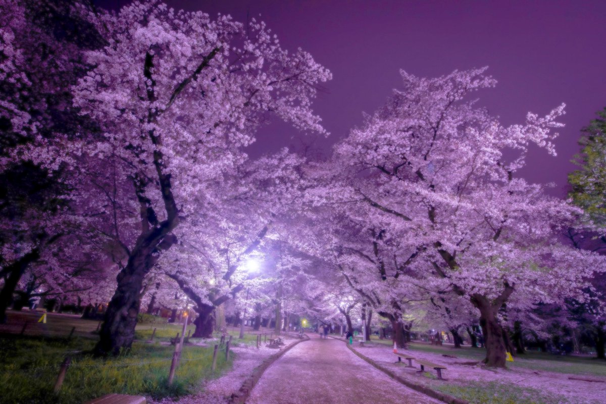 jun_photo134's tweet photo. 夜になってから花は咲く

#サクラ 
#photo
#写真 https://t.co/Xe8d6LUFJt