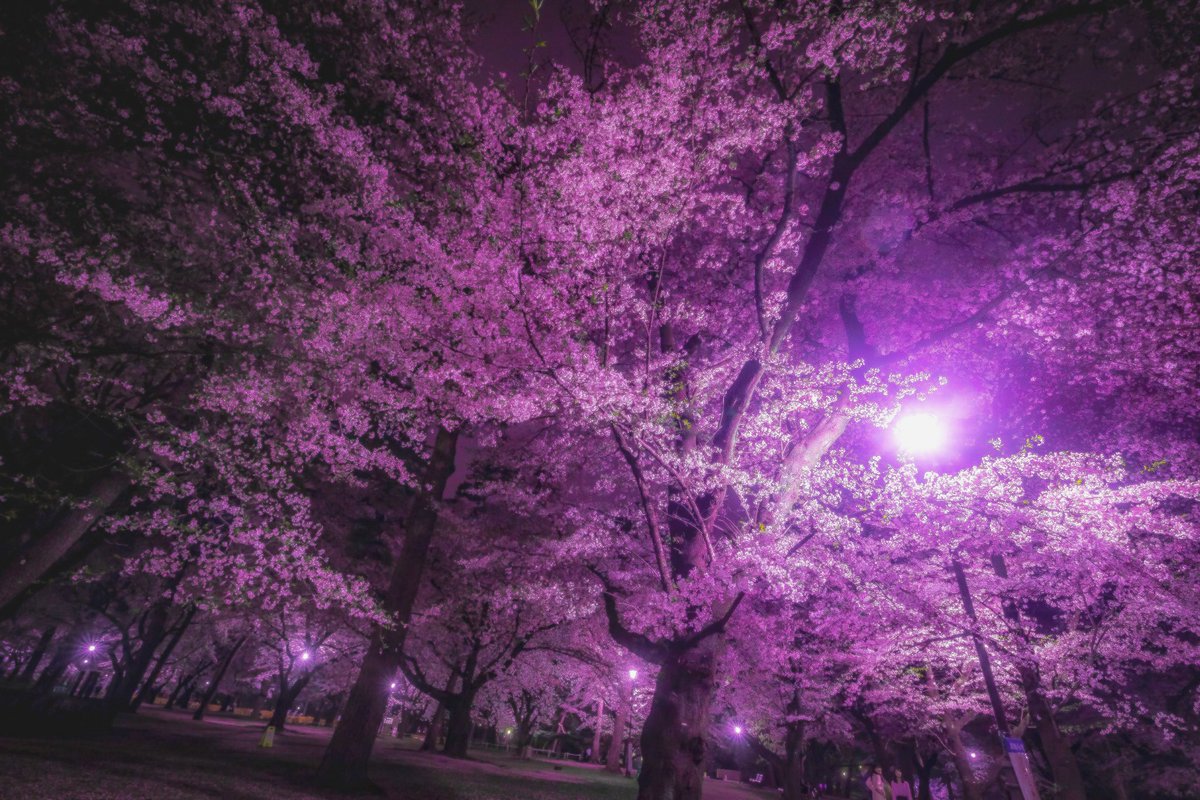 jun_photo134's tweet photo. 夜になってから花は咲く

#サクラ 
#photo
#写真 https://t.co/Xe8d6LUFJt