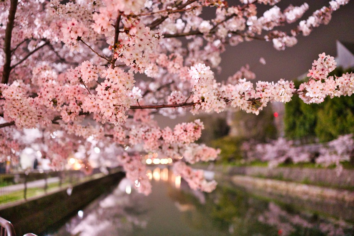 ymtbi's tweet photo. 今年の夜桜はぼんやりした中でのお花見になりました。 https://t.co/32lKvjfnrg