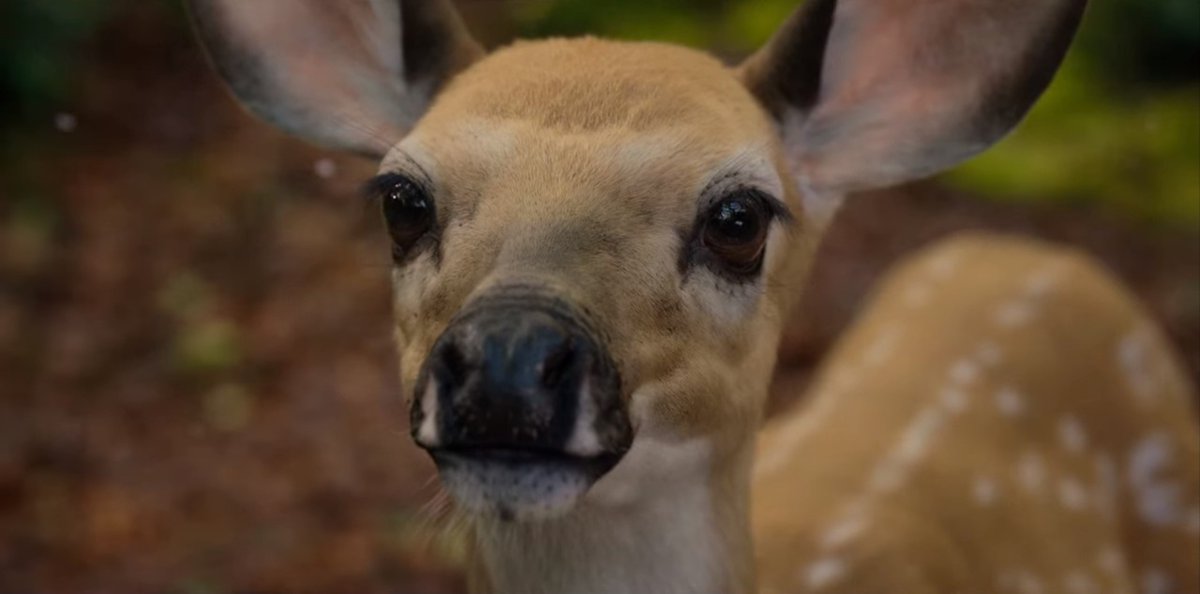 Forgot to mention before: Always, always begin your bildungsroman YA fantasy with the slaughter of a deer, as a metaphor for the heroine's impending loss of innocence. It's the Cardinal Rule.