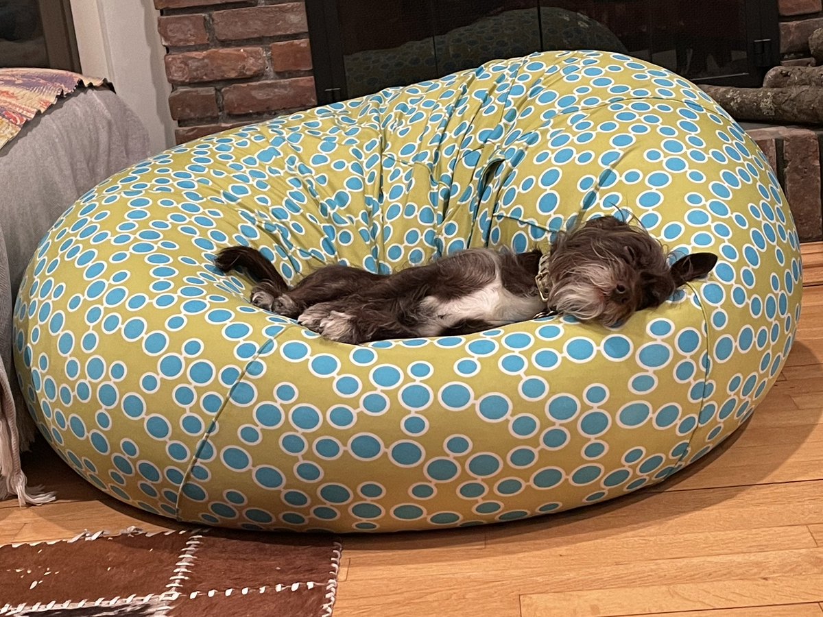Are Bean Bags Good For Dogs