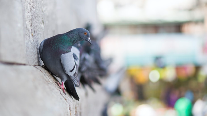 Chester BID tweet media