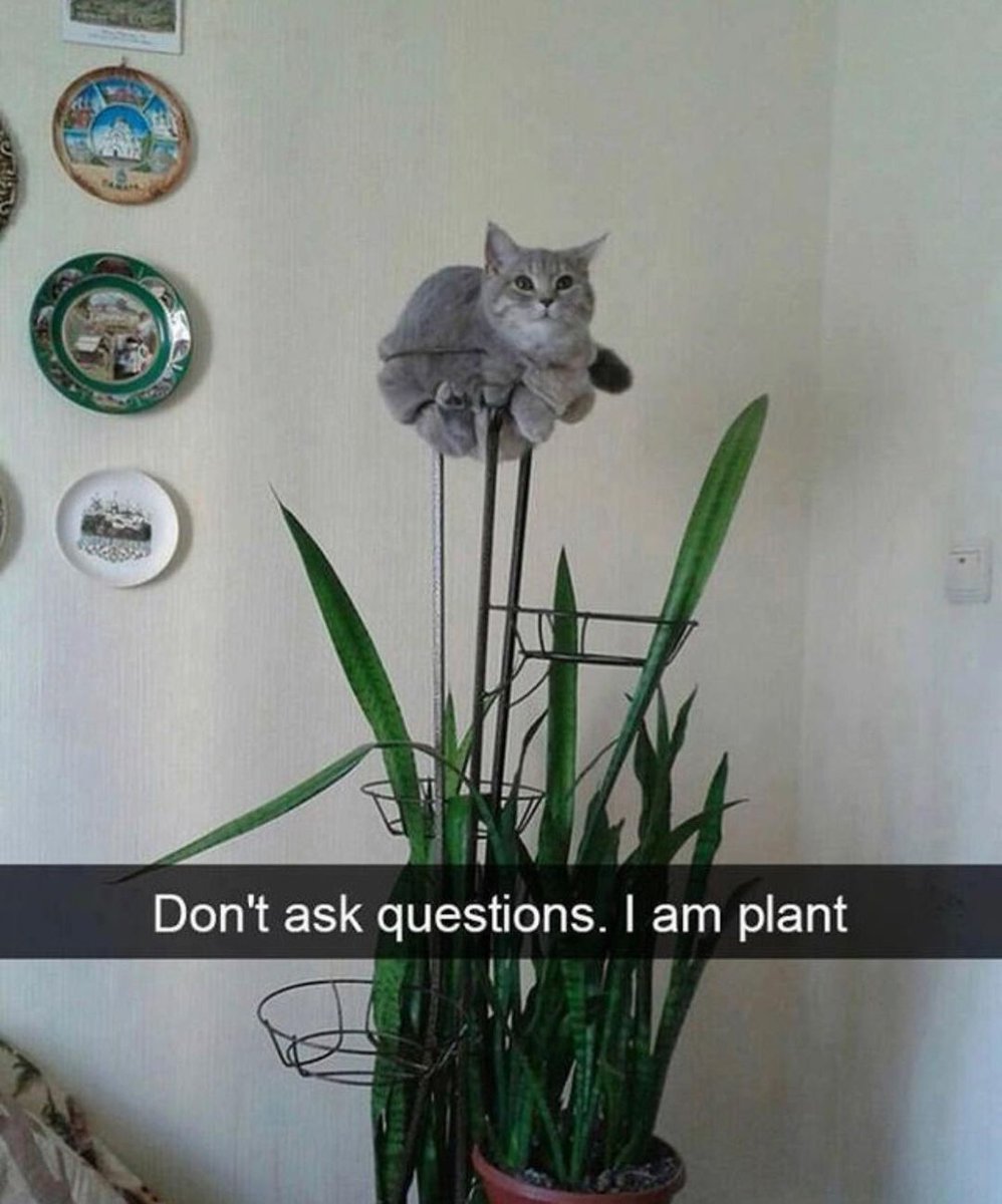 *le echa una foto a <a href="/urbluenow/">𝙿𝚎𝚛𝚌𝚒𝚟𝚊𝚕.</a> *