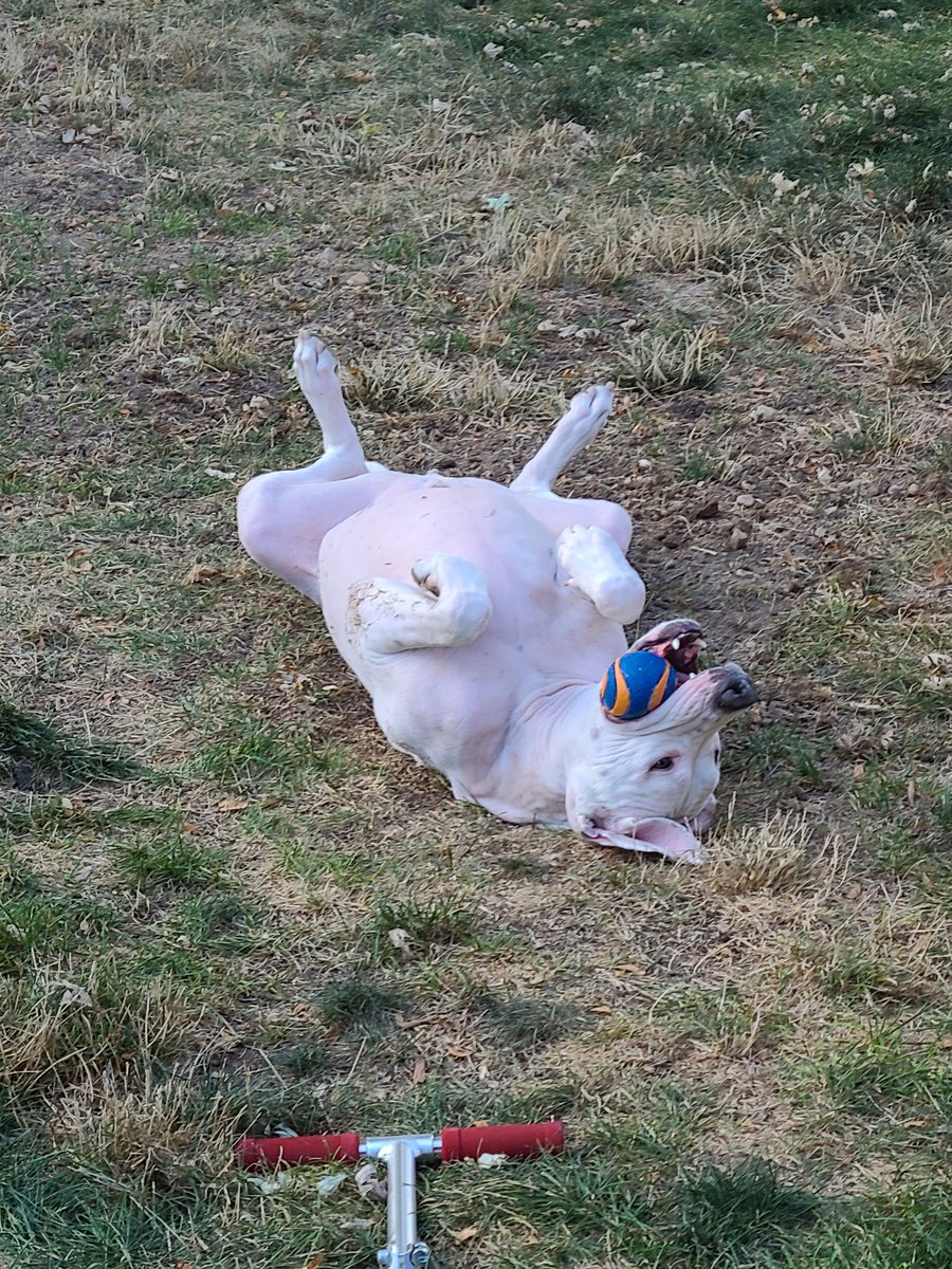 TheAbstractNerd's tweet image. We&apos;re going to miss you bigdog 😥