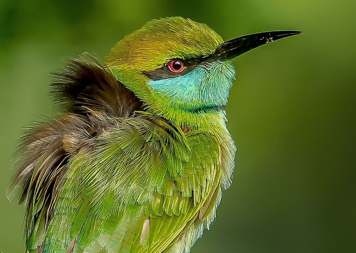 GuruShots tweet media