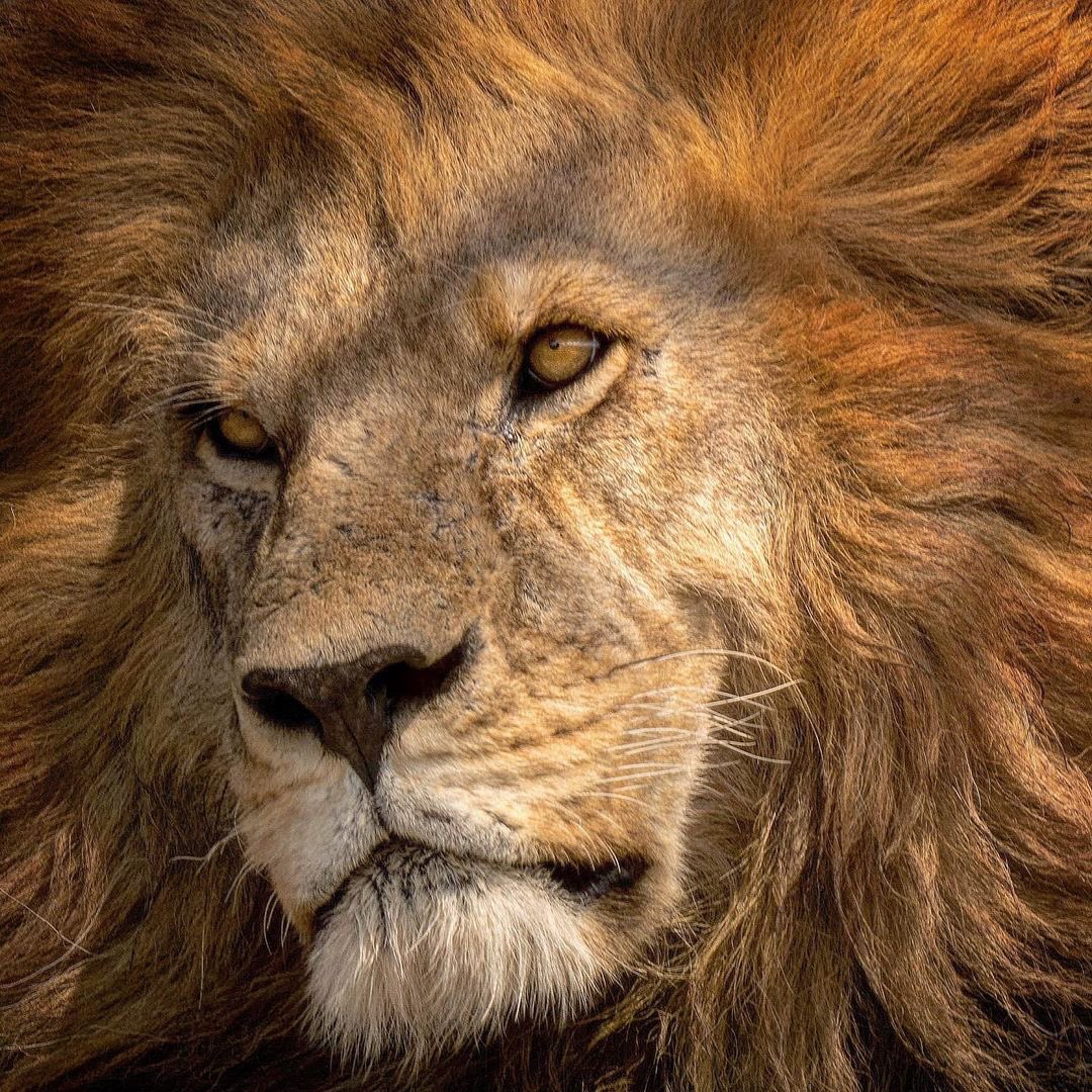 Portrait of the king,
Tanzania 2020

Our Precious Wildlife 

#lion #leon #safarismiths #photosafari #namiriplains #africannature #cheetah #wildlife_perfection #majestic #ig_naturelovers #africageophoto #sonyalpha #sony #amazing 

@kylesafarismith
©️kylesafarismith