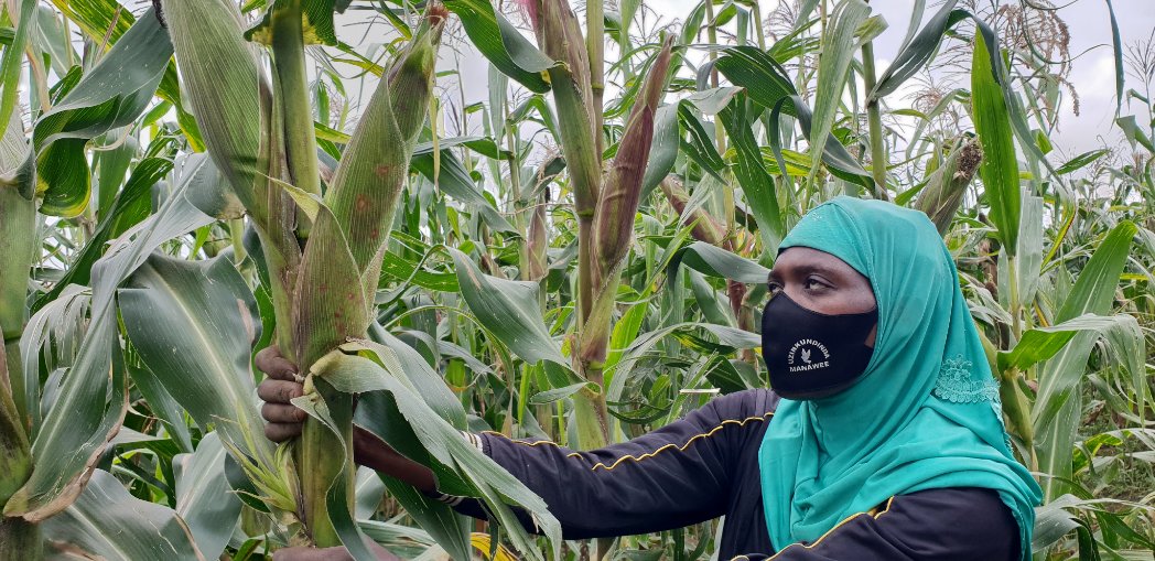 Mukamana Angelique is a model farmer from @NyabihuDistrict. Skilled in #GAPs through @USAID support, Angelique has transitioned from subsistence into commercial maize farming and poultry, where 1,500 chickens generate RWF 3 million in a single sale #WomensMonths #USAIDTransforms