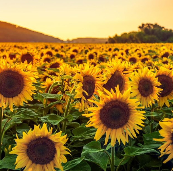 Obtenemos lo mejor de la naturaleza para la delicada piel de los niños. Científicamente probado, el óleodestilado de girasol alivia y calma el picor de la #pielatópica🌻 y es el activo natural estrella de nuestra gama Stelatopia. ¡Un auténtico héroe! 🦸‍♂️#pielatópica