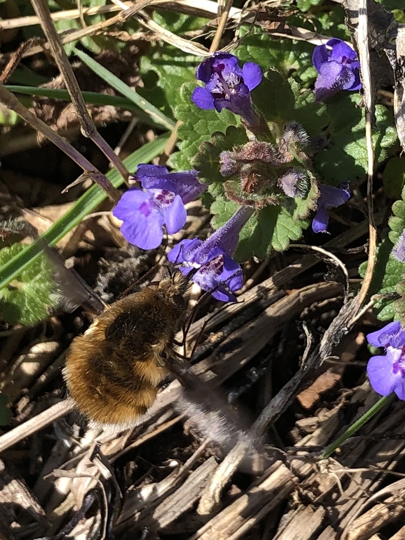 WildBeeBrighton's tweet photo. Ground ivy, often dismissed as a weed but it makes great forage for pollinators and the aromatic leaves and the flowers are edible too. (+hurray first bee-fly sighting for this year on the plot!) #wildplants #notweeds #plantsforpollinators  #beefly #edibleflowers #biodiversity 💚 https://t.co/mZvn30pTXT