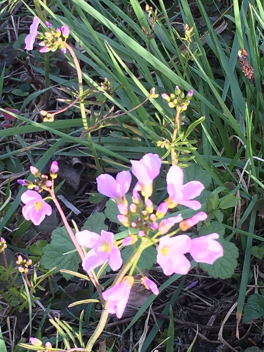 Au cœur de la #nature ces jolies couleurs nous offrent un paysage à la fois relaxant et vivifiant ! #printemps #BienEtre #contemplation #fleurs