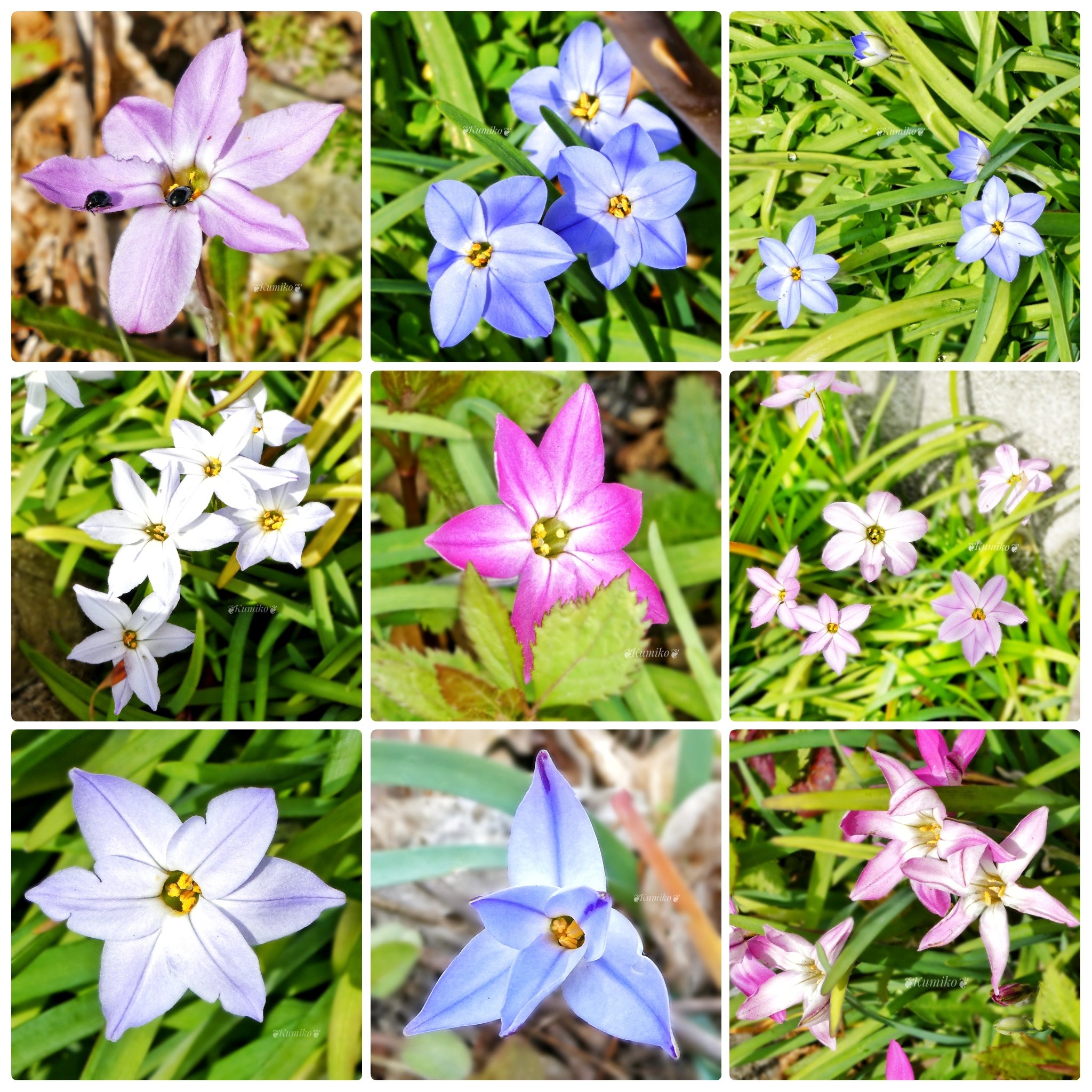 Bluepoppy Bluestar 3 31 水 山菜の日 山菜は山野に自生し 食用にする植物の総称 セリ ゼンマイ タケノコ タラの芽 つくし フキ ミツバ ワラビ等 菜の日 毎月31日 ハナニラ 観賞用 食用の 花ニラ とは違い 有毒の為注意 東京 イフェイオン