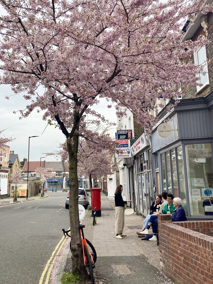 EdstnStreets's tweet photo. Beautiful blossom outside #LaneEightCoffee on Melbourne Grove #SE22 #EastDulwich https://t.co/LNGK5jcl4m