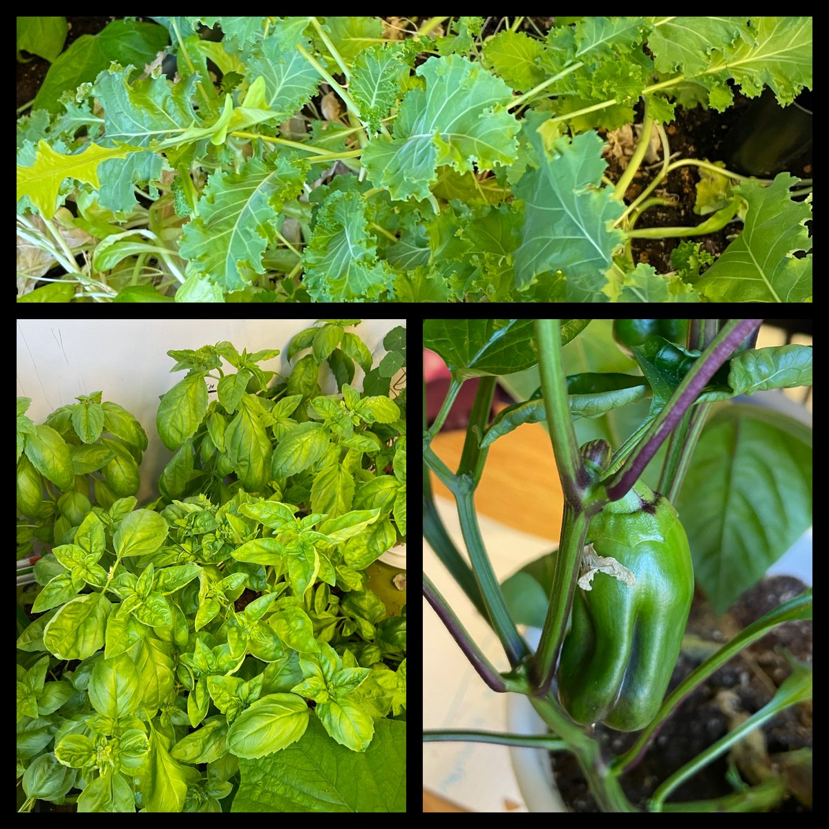MrsPinsent's tweet photo. Oh boy! Can't wait to have a harvest tomorrow before we head home for Easter break. @llharnum @NLESDCA @littlegrnthumbs @LGTmaureen @AITCNL #Science3 #ClassroomGarden #ILoveMyJob https://t.co/UunksY1Kvc