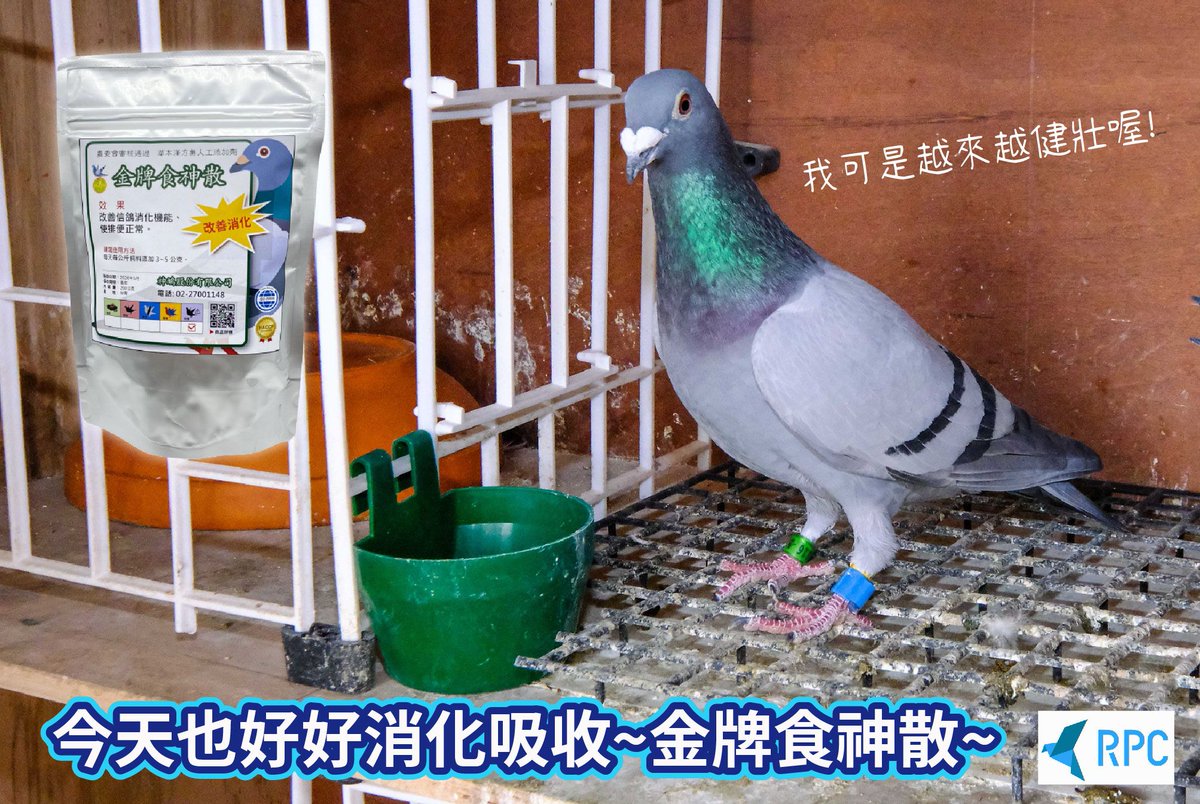 ChainPigeon's tweet photo. You eat, I eat, and the nutrient absorbed by the feed is more than that of you
As a pigeon, you have to eat feed every day
Take in protein, vitamins, amino acids, potassium, and iron
Let these nutrients become the energy for the next growth and training

#RPC #pigeon #health https://t.co/oKWxygZaLY
