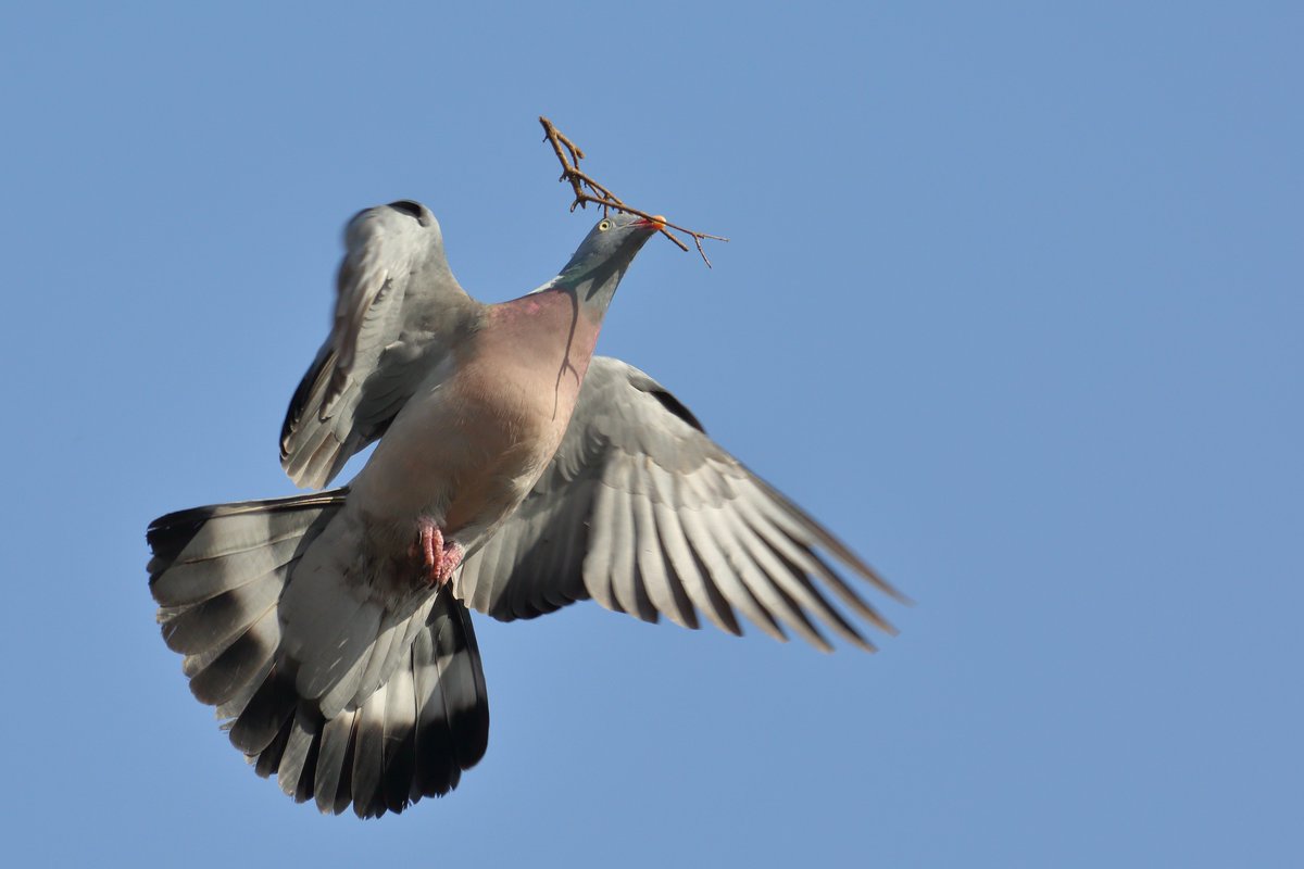 goshawk2's tweet image. Wood Pigeon,with nesting material garden today.