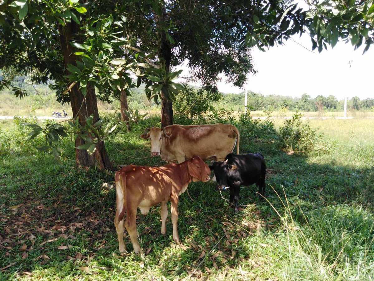 bee_therapy's tweet photo. Number 1 on the list of surprising things I’ve done during this lockdown 

I’ve bought a cow 😂

Mine is the little red one, 3 months old rescued on his way to slaughter. Now lives with Aunt’s herd. He’s happy again https://t.co/cqApqC4Ser