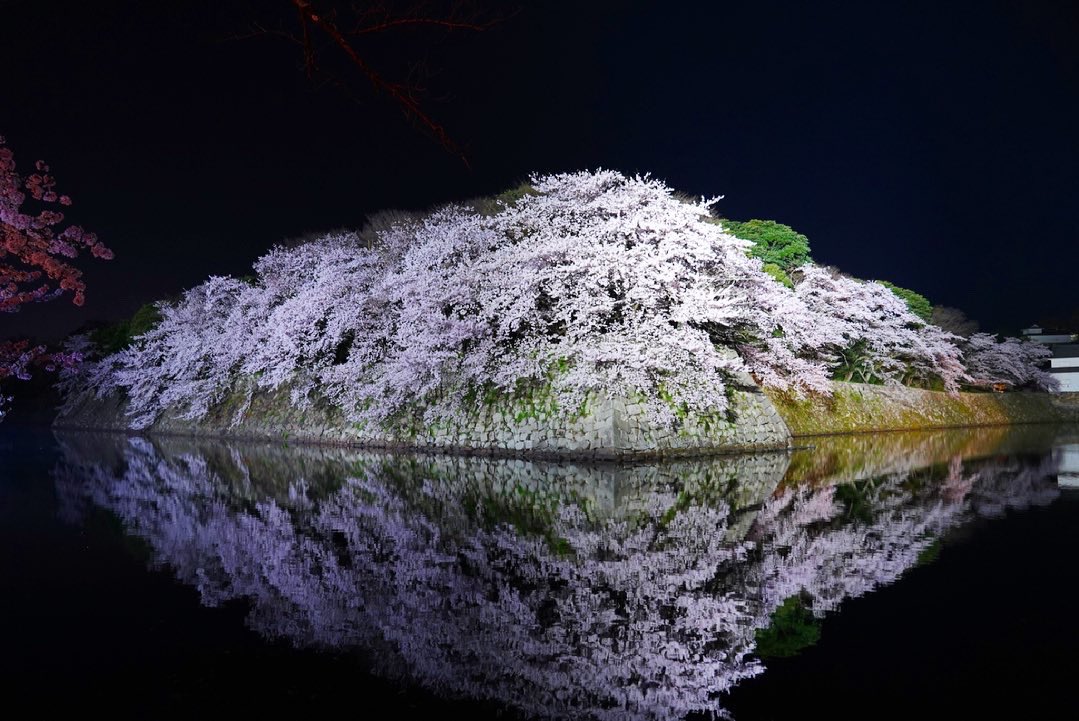 彦根城 桜 Twitter Search 彦根城 桜 Twitter Search