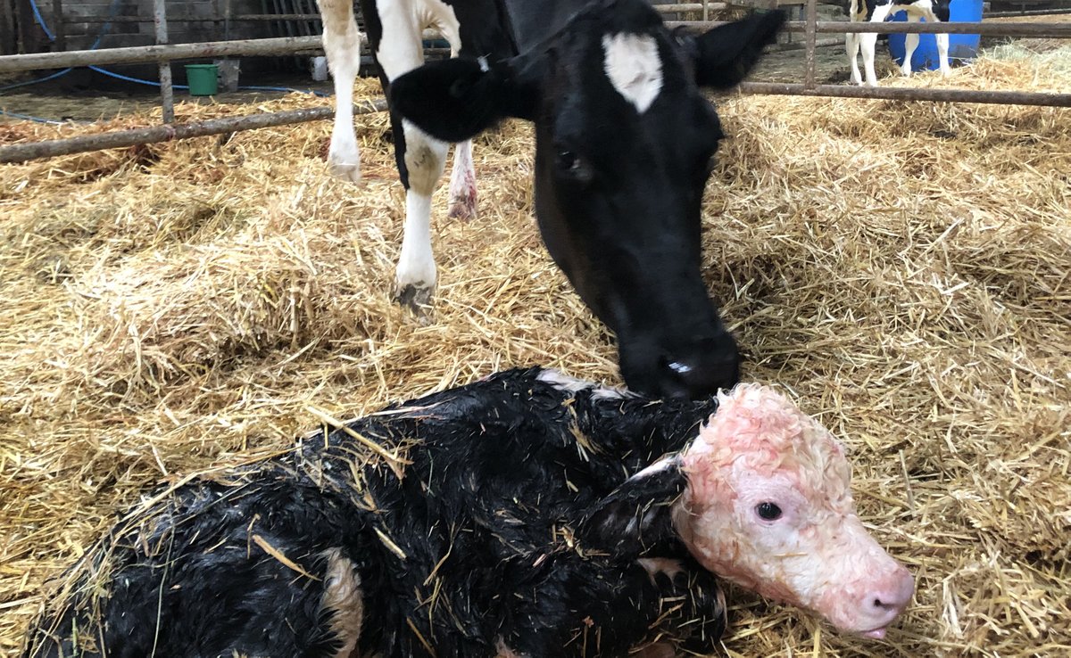 VPToday's tweet photo. “Calf welfare must not be compromised and should be at the forefront of any calving management plan”

Alice Miller of @FriarsMoorVets discusses common calving problems in her excellent and informative article for VPT: https://t.co/Hqjs9DAapN

@XLVets #veterinary #farming https://t.co/w15RRz3ITD