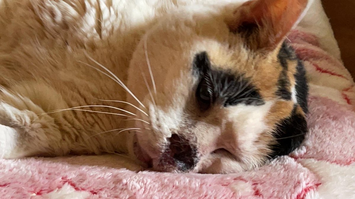 If somebody speaks to god in their prayers in the next few days, then please tell him that I can report that like most other things we care for, cancer ALSO does not mix well with kittehz. This is one of my cats. Recovering after a surgery removing cancer from most of her front.