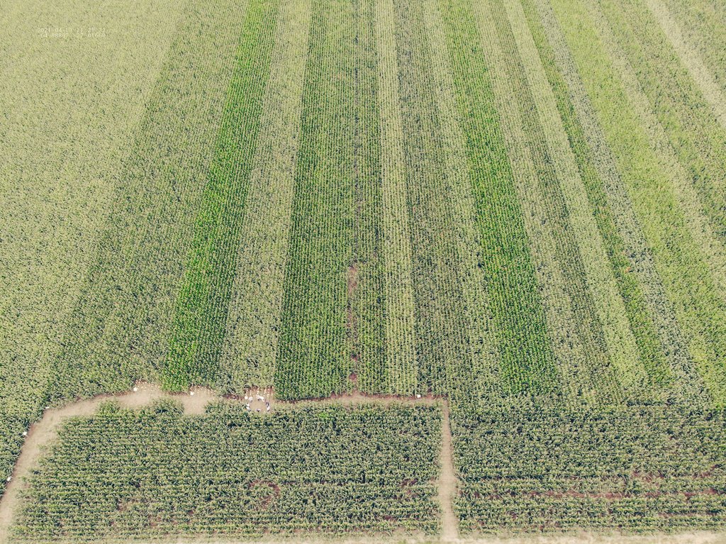 agusting79's tweet photo. Mientras tanto en el NOA...
Recorrida #PRO4 #7220 @DekalbArgentina 💪
@Bayer4CropsAR https://t.co/mCsuiVcnRY