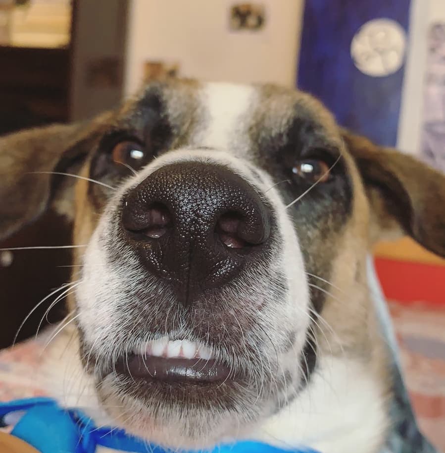 ccc_i_ro's tweet photo. Adopten a este bello porfa!!! Es el mejor compañero!!!

En mi casa ya no podemos mas 😭😭😭😢 ya que tenemos 5 perritos.
Difundir gracias!!! 💙💙💙💙
Hogar temporal o familia por siempre!!!! 
El flaco 😍💙 https://t.co/NiuYczVQtr