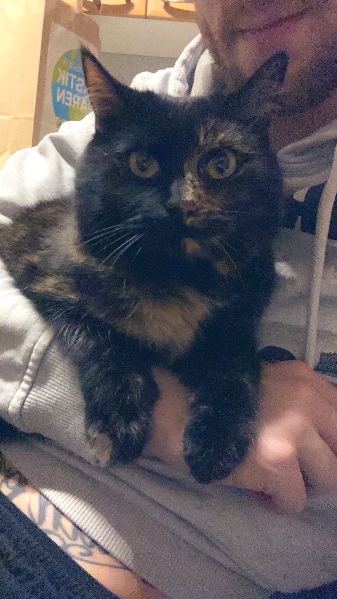 macbee137's tweet image. thanks for always being there for me my little fluff 💚 #CatsOfTwitter #SelasVictoria