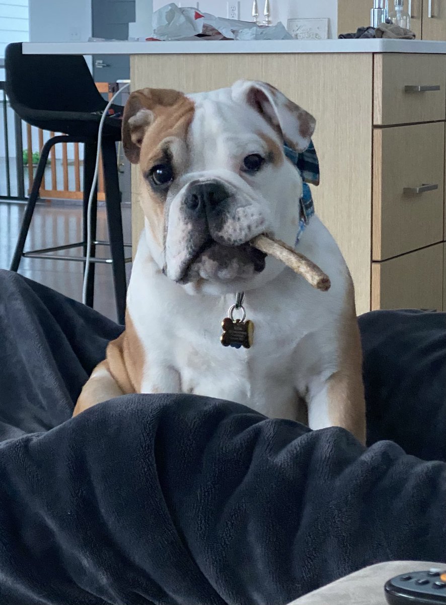 archie_bully's tweet photo. @BuschBeer Qualifications: refer to pic below. https://t.co/RXje8BlRrz