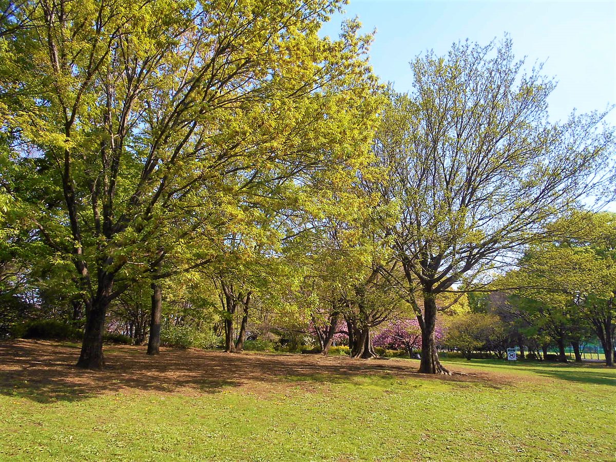 東京お散歩教室 主宰 小島信康 Tokyoosanpo Twitter