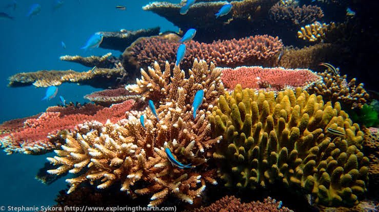 Exciting opportunity for a postdoc to join our team @ace_uq, identifying microbial inducers of coral settlement within the #greatbarrierreef Reef Restoration &amp; Adaptation Program! Collaboration with <a href="/aims_gov_au/">Australian Institute of Marine Science</a> #marinemicrobialecology #metagenomics   search.careers.uq.edu.au/caw/en/job/513…